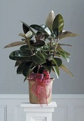 Ficus Decora