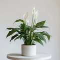 Peace Lily Plant
