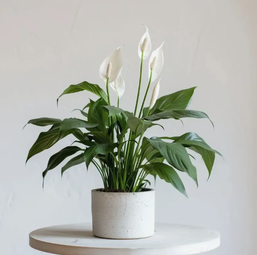 Peace Lily Plant