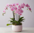 Pink Orchid Arrangement
